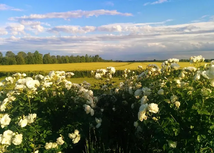 Antica Vigna كيودجا