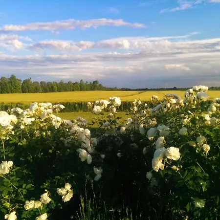Antica Vigna קיוג'ה